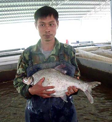 690_Fujian Zhaoxing Fingerling Aquaculture_Wuchang Bream_Megalobrama amblycephala.jpg